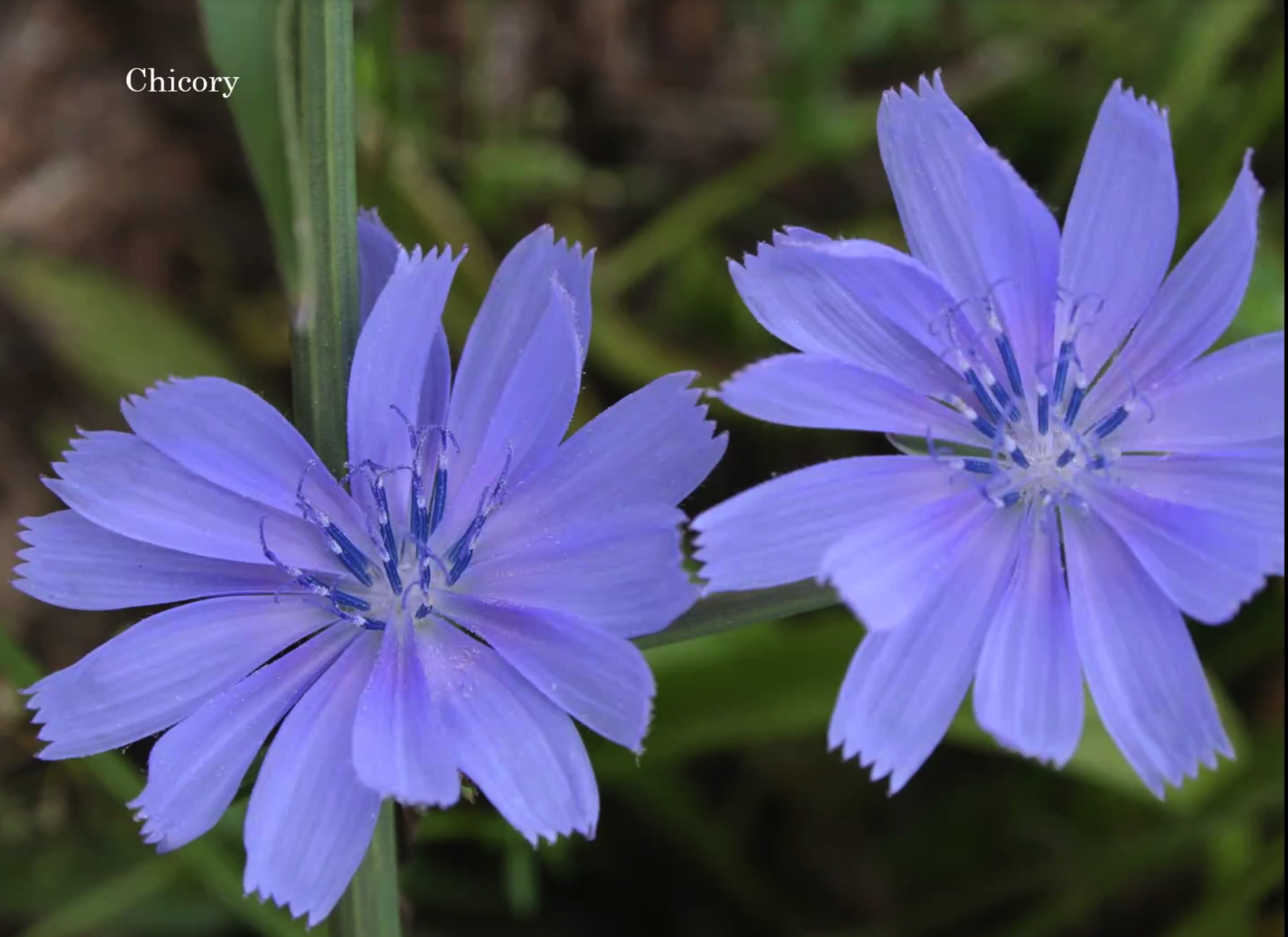Flores et astrum Bach consultation