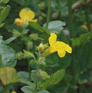 Mimulus Luteus