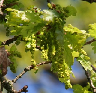 Oak Flowers