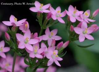 Bach Flower Centaury