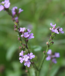 Vervain