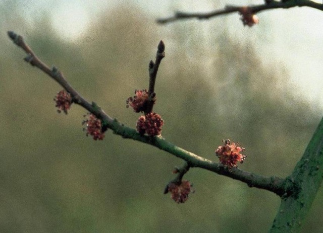 Floresetastrum, bach remedies