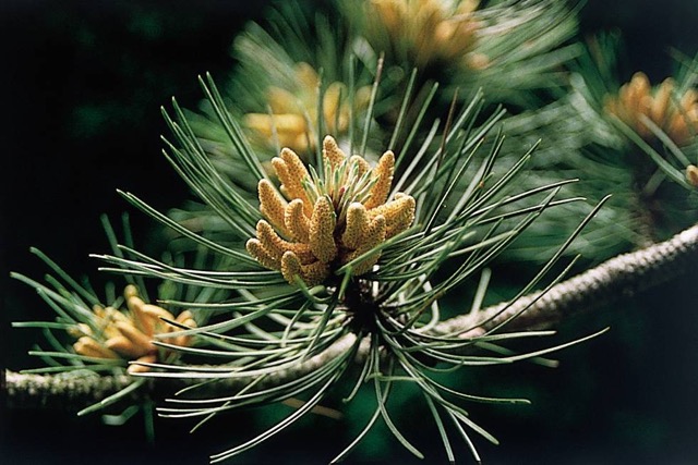 floresetastrum bach remedies